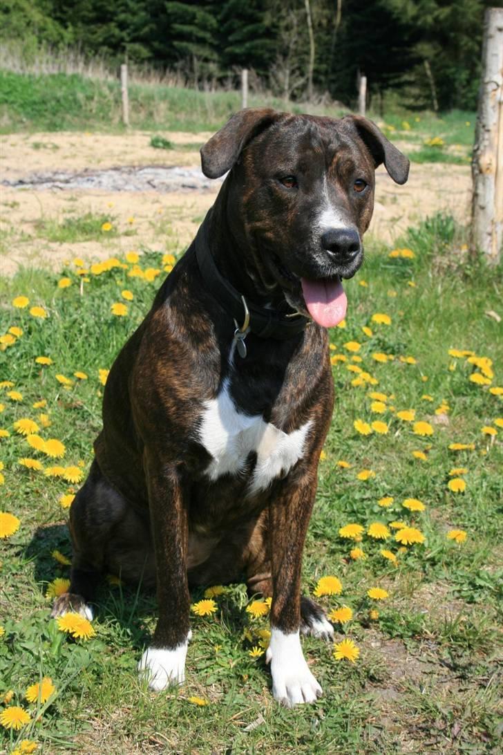 Blanding af racer Kala billede 10