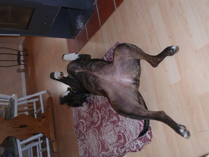 Blanding af racer Kala billede 11