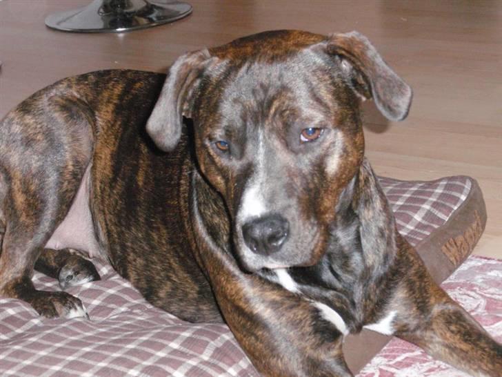 Blanding af racer Kala billede 12