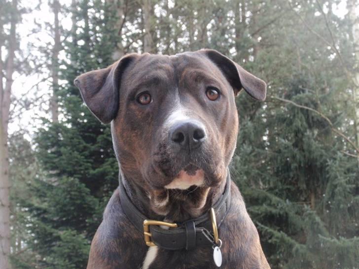 Blanding af racer Kala billede 14