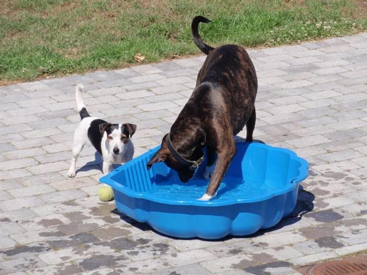 Blanding af racer Kala billede 15