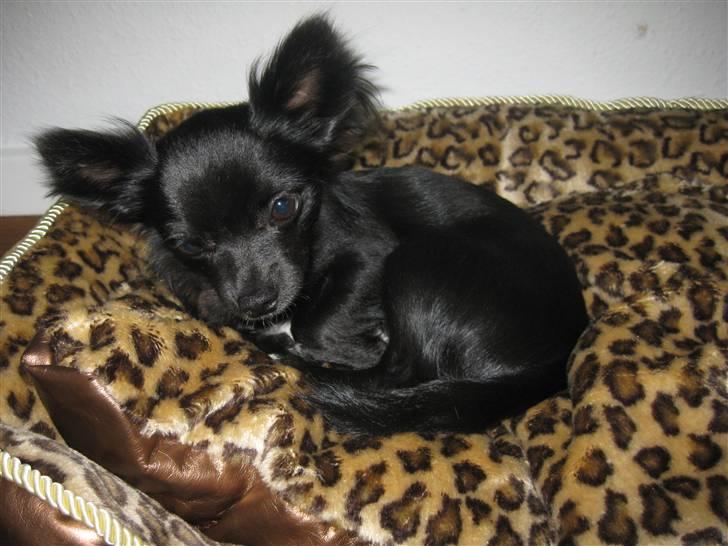 Chihuahua Hugo billede 13