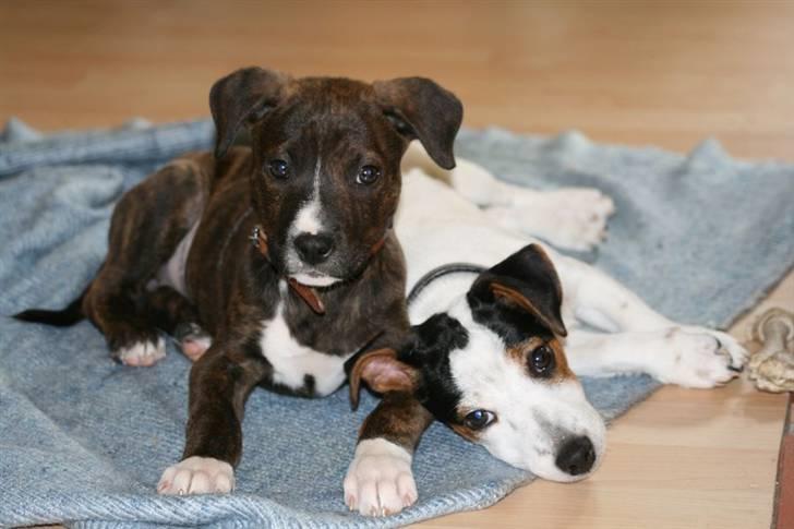 Blanding af racer Kala billede 16