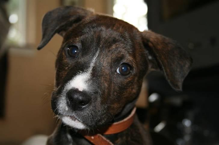 Blanding af racer Kala billede 17