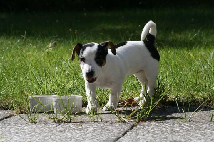 Jack russell terrier Saba - Saba 9 uger gammel billede 17