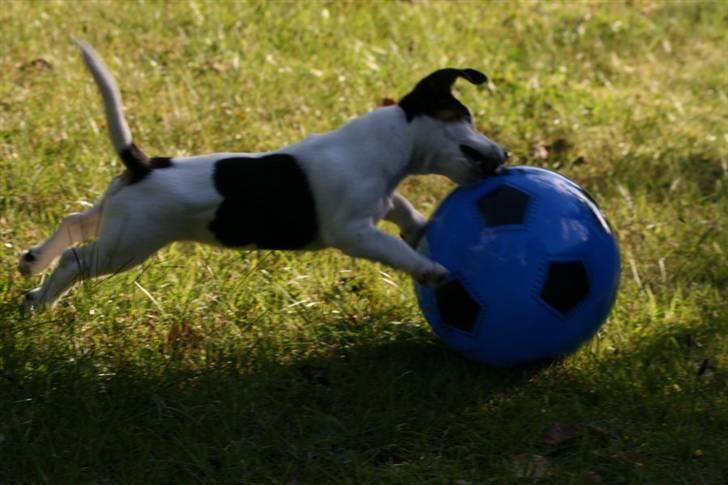 Jack russell terrier Saba - Saba som hvalp og flyvende billede 18