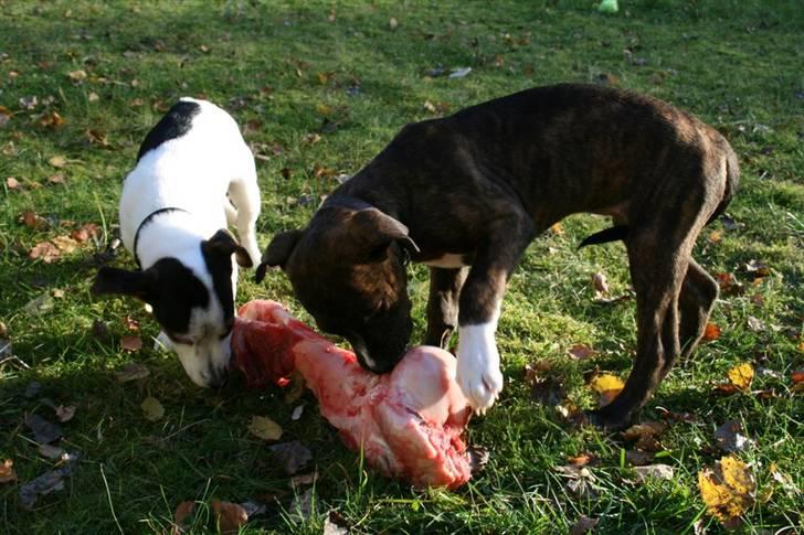 Jack russell terrier Saba - Saba og Kala deler en ko :o) billede 19