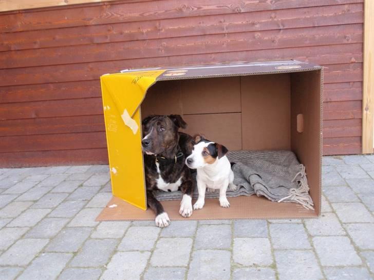 Jack russell terrier Saba - De stakkels hunde må bo i en papkasse :o) billede 20