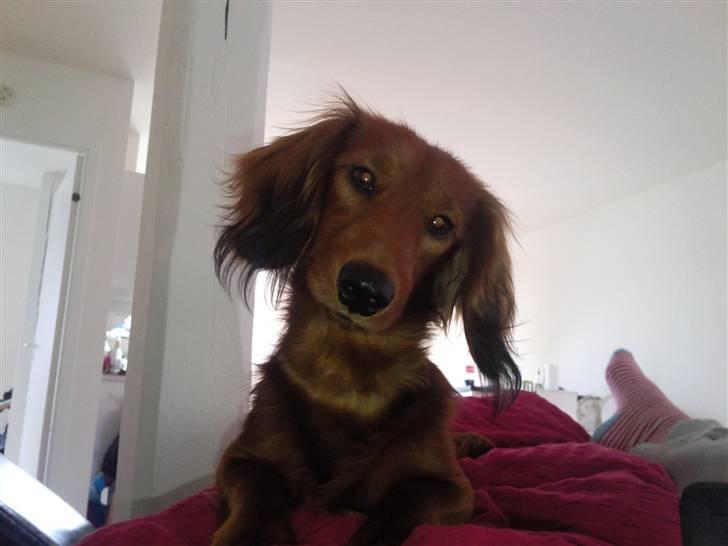 Miniature gravhund anthony billede 1