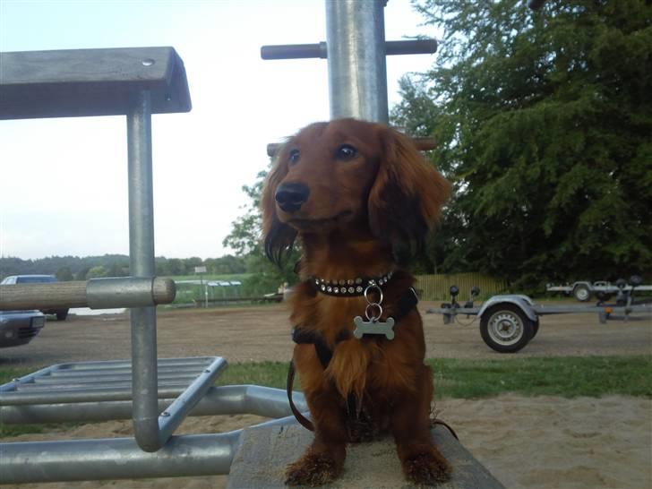 Miniature gravhund anthony billede 2