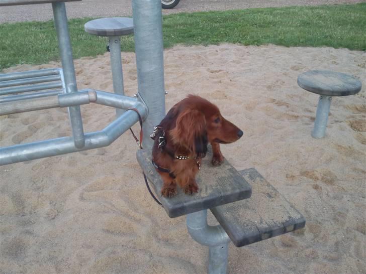 Miniature gravhund anthony billede 3