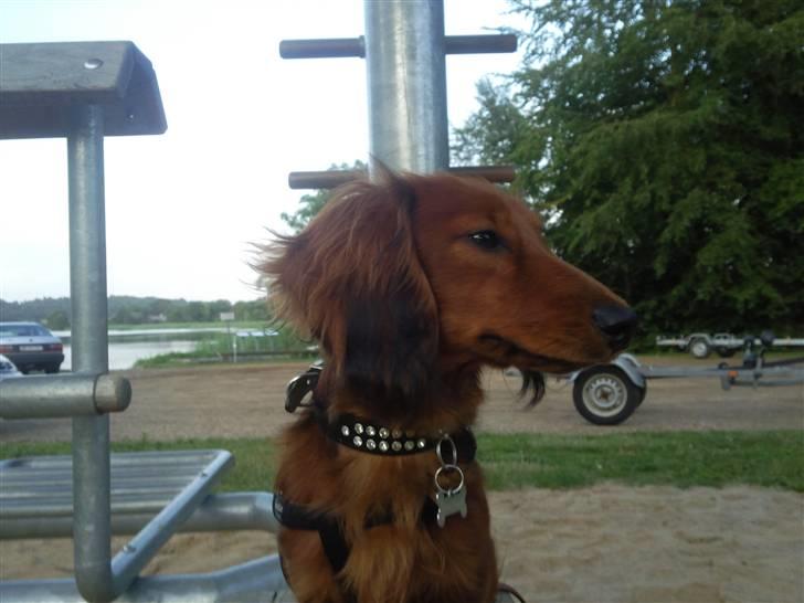 Miniature gravhund anthony billede 4