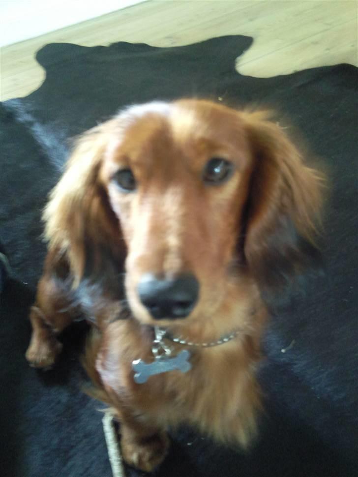 Miniature gravhund anthony billede 5