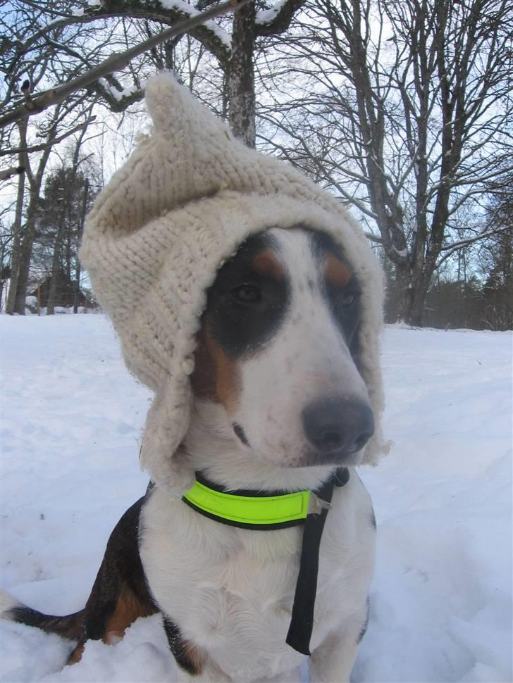 Drever Härkillas Öjjo 1 - Det er rigtig koldt om ørerne her i Sverige billede 1