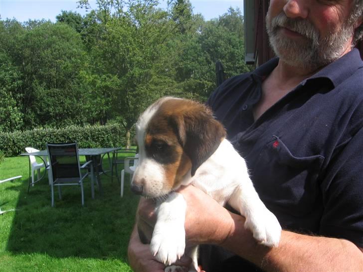 Drever Härkillas Öjjo 1 - Så er Edvard landet i Hagstad billede 2