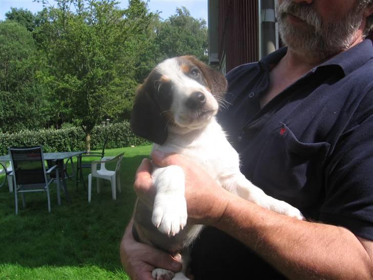 Drever Härkillas Öjjo 1 - Edvard vores lille ny Drever billede 3