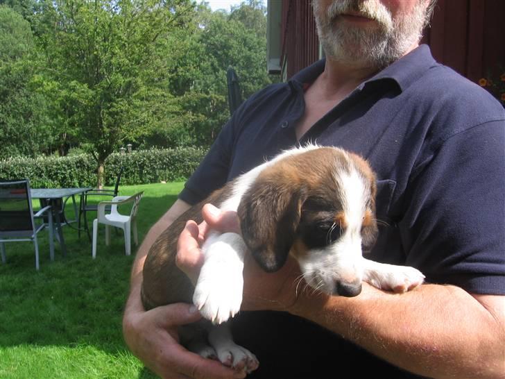 Drever Härkillas Öjjo 1 - Godt at sidde på Husses arm billede 4