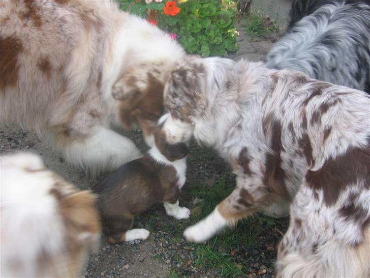 Drever Härkillas Öjjo 1 - Velkommen du lille, til Hagstad billede 5