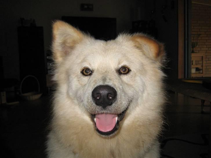 Blanding af racer Bamse billede 17