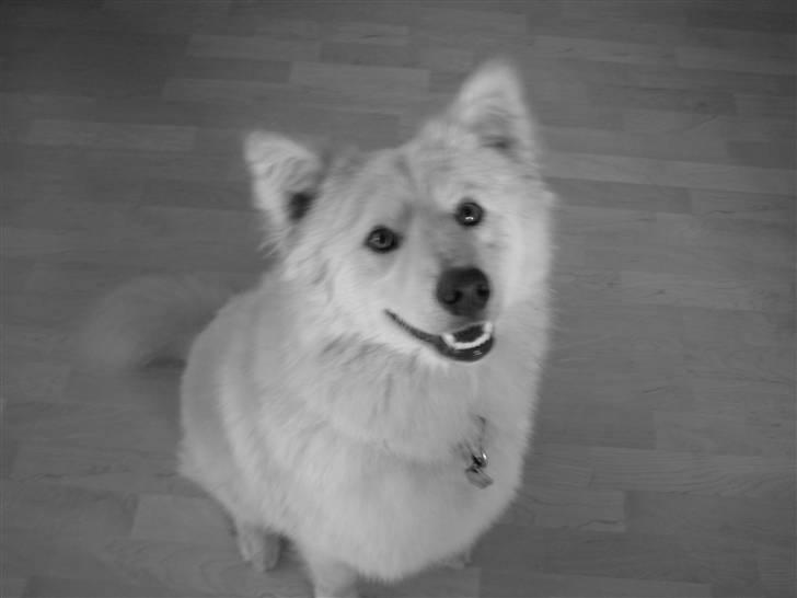 Blanding af racer Bamse billede 18