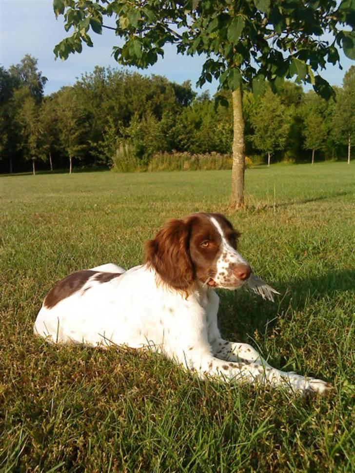 Blanding af racer Minne Sota - #16 Smukke Sota spiser en fjerd??XD Foto: Federica Bertucci   billede 16