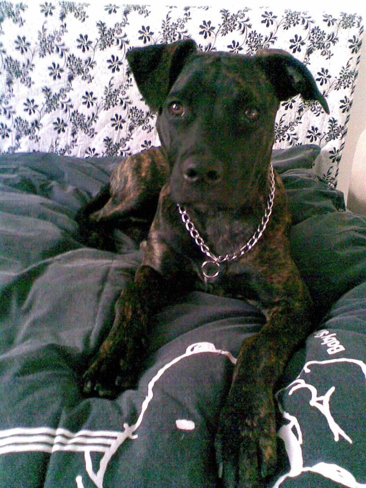 Amerikansk staffordshire terrier Sofie billede 14