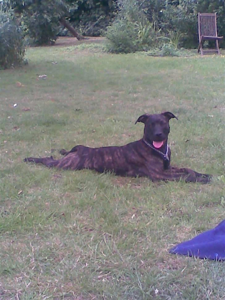 Amerikansk staffordshire terrier Sofie billede 15