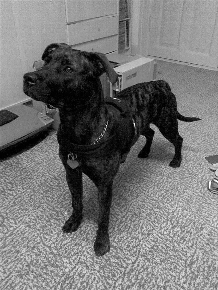 Amerikansk staffordshire terrier Sofie billede 16