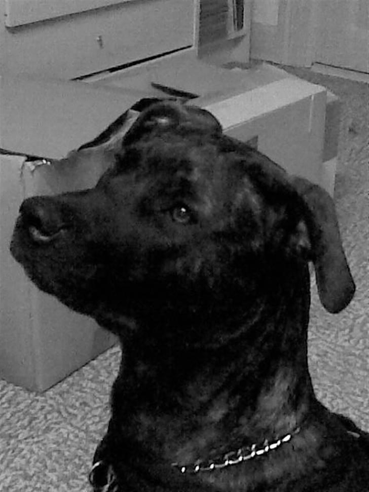 Amerikansk staffordshire terrier Sofie billede 17