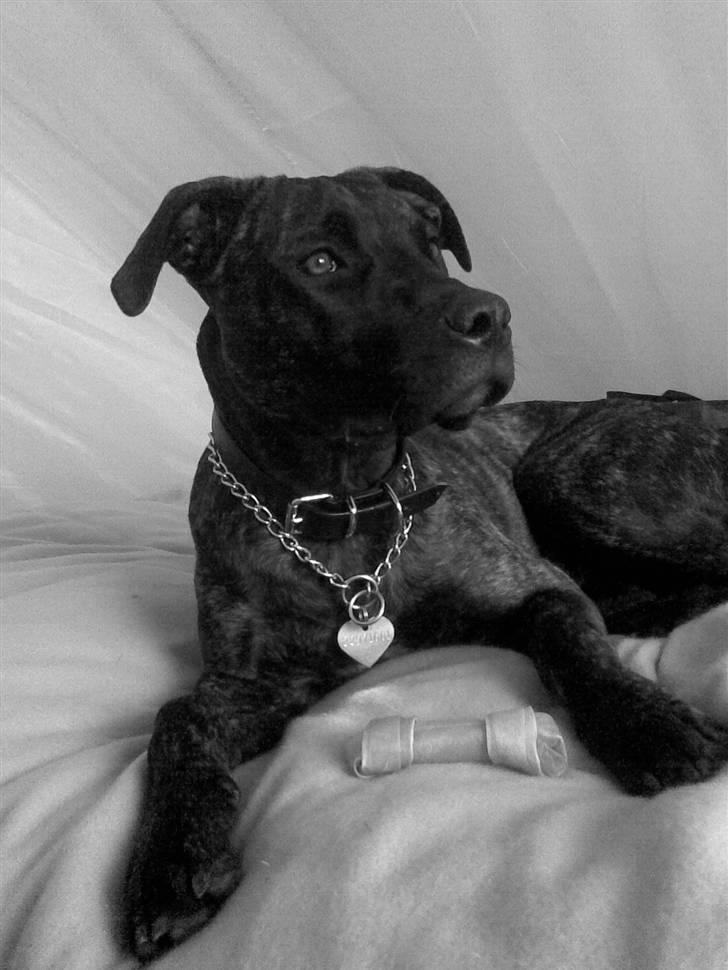 Amerikansk staffordshire terrier Sofie billede 18