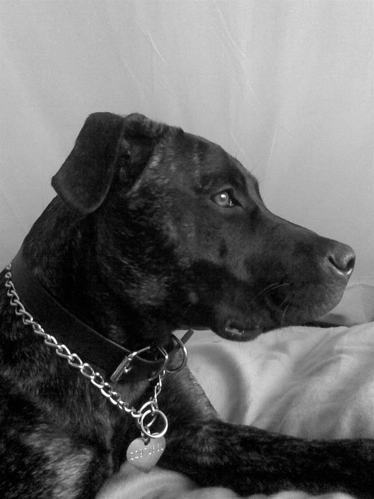 Amerikansk staffordshire terrier Sofie - sofie 7 måneder billede 19