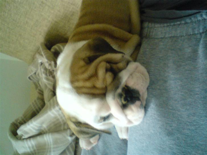 Engelsk bulldog Frida billede 6