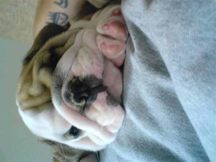 Engelsk bulldog Frida billede 7