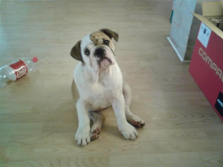 Engelsk bulldog Frida billede 9