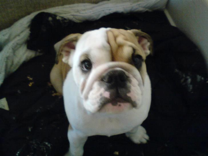 Engelsk bulldog Frida billede 10