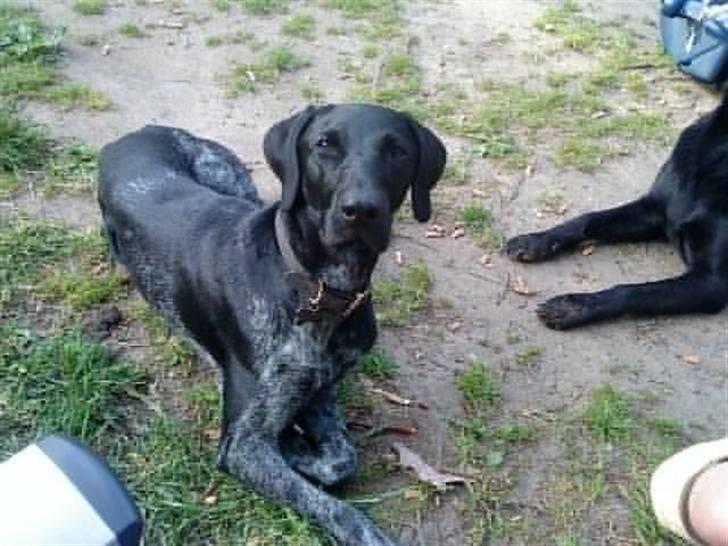 Blanding af racer Bella - Billedet jeg fik sendt af tidligere ejer billede 9