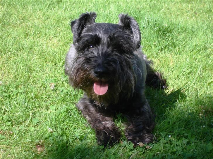 Blanding af racer Fusse Himmelhund - Fusse 9 år gammel billede 15