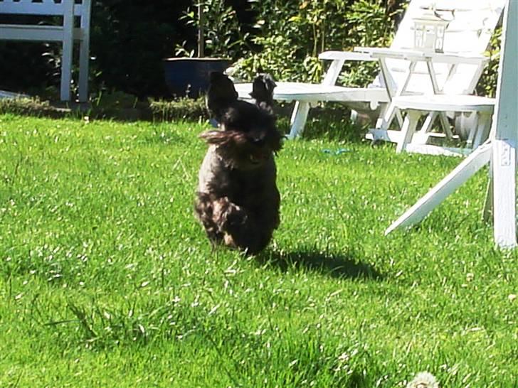 Blanding af racer Fusse Himmelhund - Løber så stærkt så ørene stritter billede 16