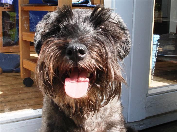 Blanding af racer Fusse Himmelhund - Elsker bare sommer og sol billede 17