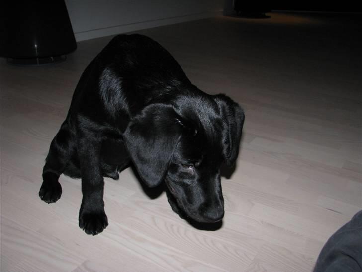 Labrador retriever Jeiko (Formel 1) billede 8