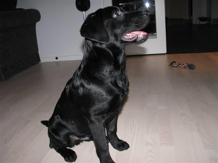 Labrador retriever Jeiko (Formel 1) billede 10