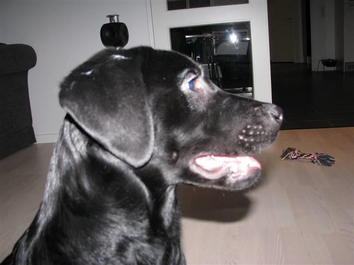 Labrador retriever Jeiko (Formel 1) billede 11