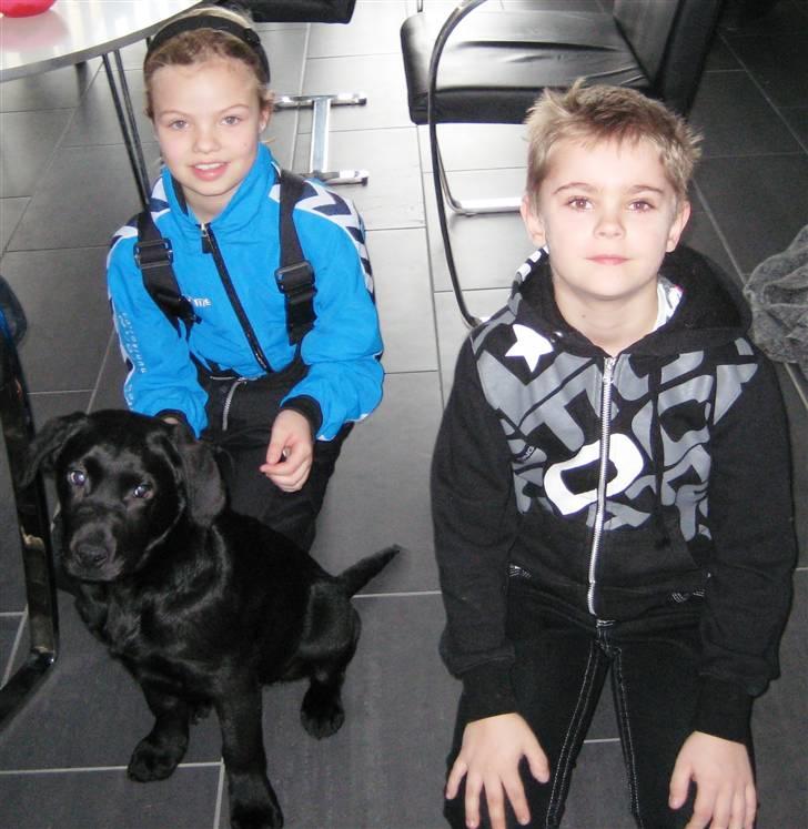 Labrador retriever Jeiko (Formel 1) - Her er Jeiko sammen med Nicklas & Mia billede 13