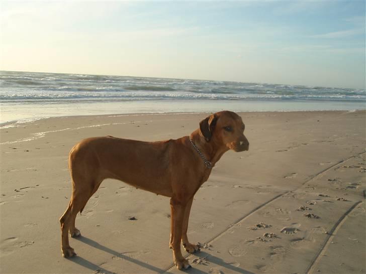 Rhodesian ridgeback Tessa - Tessa ved vesterhavet (; billede 11