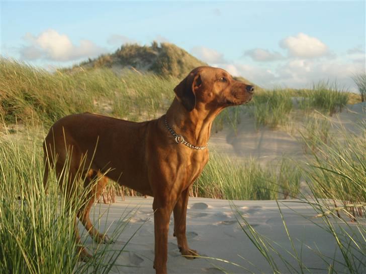 Rhodesian ridgeback Tessa - Tessa oppe i klitterne ved Vesterhavet (: billede 13