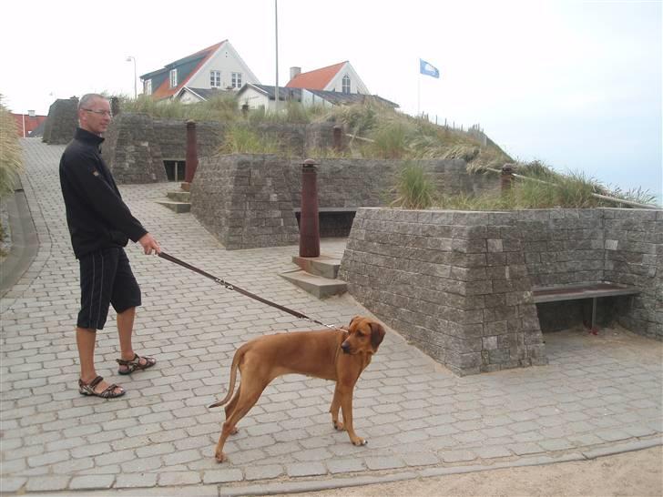 Rhodesian ridgeback Tessa - Far og Tessa (; billede 15