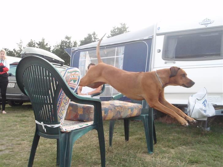 Rhodesian ridgeback Tessa - Tessa springer (; billede 16