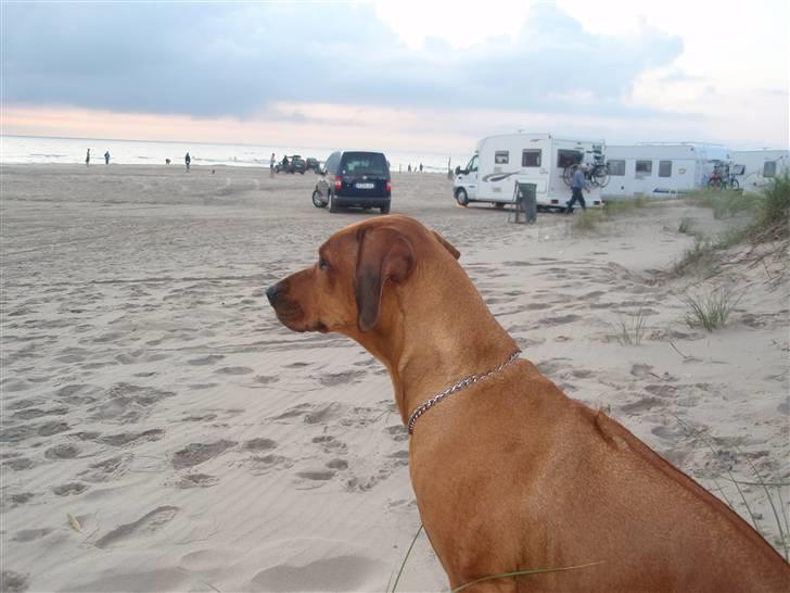 Rhodesian ridgeback Tessa - Tessa kigger ud over Vesterhavet (; billede 19