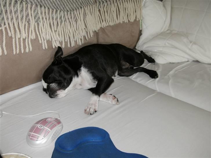 Boston terrier Debbie billede 5