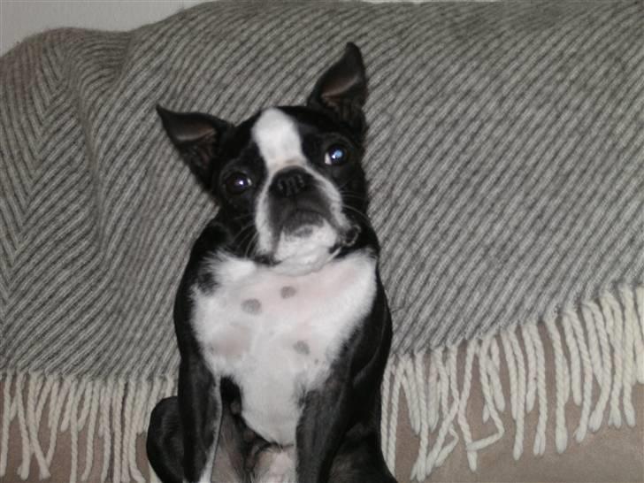 Boston terrier Debbie billede 6